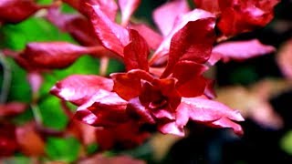 Aquarium Plants LUDWIGIA PALUSTRIS [upl. by Scholem933]