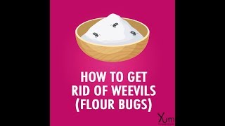 How to Get Rid of Weevils Flour Bugs [upl. by Bain]