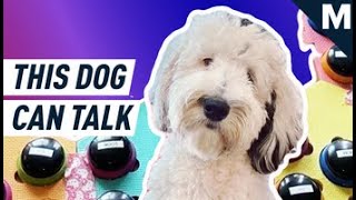 This Dog Can “Talk” To Her Owner  Mashable [upl. by Patsy]