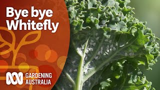 Control whitefly with this threepronged attack  Pest and disease control  Gardening Australia [upl. by Atneciv]