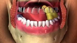 Mastication chewing animation [upl. by Blaise]