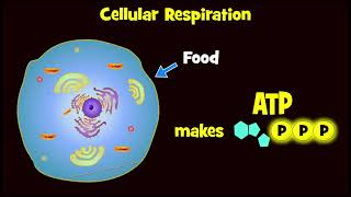 Glycolysis and Exploding Sugar Demo [upl. by Htebharas283]