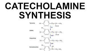 Catecholamine Synthesis [upl. by Seiuqram]