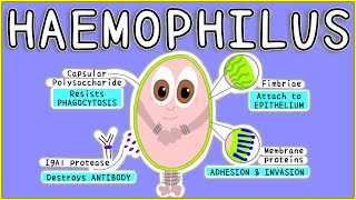 Haemophilus Microbiology Morphology Pathogenesis Diagnosis Treatment [upl. by Noonan801]