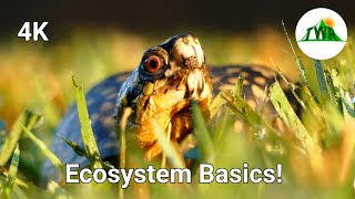 Ecosystems Episode 1 What is an ecosystem [upl. by Gonroff792]