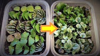 Peperomia Leaf Propagation in Soil [upl. by Lemej]