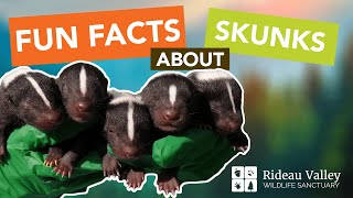 Fun Facts About Skunks [upl. by Yenoh]