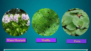 Terrestrial and Aquatic Plants  Science Class 4 [upl. by Beattie]