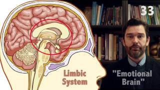 The Triune Brain in 60 seconds [upl. by Kciredorb]