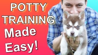 How to Potty Train your Puppy EASILY Everything you need to know [upl. by Zetnom]