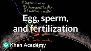 Egg sperm and fertilization  Behavior  MCAT  Khan Academy [upl. by Yartnoed80]