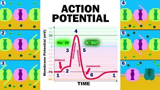 THE ACTION POTENTIAL [upl. by Anomor599]