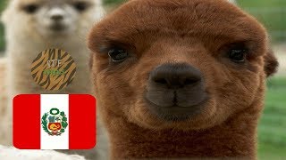 Los 10 ANIMALES más EMBLEMÁTICOS de PERÚ [upl. by Castera276]