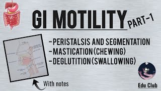 GI Motility Part  1  Chewing Reflex  Deglutition  Gastrointestinal Physiology [upl. by Damita264]