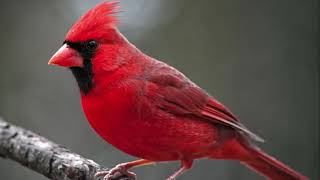 Northern Cardinal Bird Sound Natural sound of singing birds [upl. by Halli]