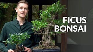 Ficus Bonsai tree care [upl. by Regnig]