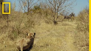 Lions Hunt Zebra  Savage Kingdom [upl. by Richer]