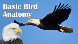 Basic Bird Anatomy [upl. by Codee832]