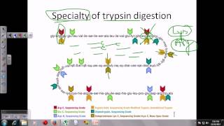 Trypsin digestion [upl. by Valencia]