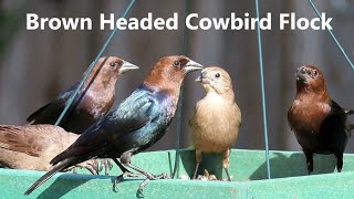 Brown Headed Cowbird Flock  Mini Documentary [upl. by Sadie]