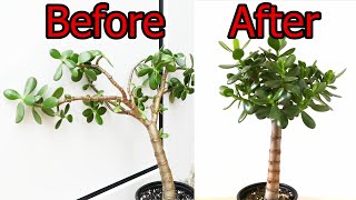 How To Prune And Straighten A Jade Plant Crassula ovata [upl. by Alim]