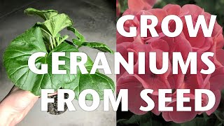 GROWING GERANIUMS FROM SEED and my seed starting mix  VLOG [upl. by Etteroma]