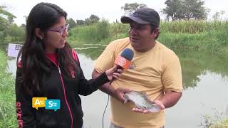 MÁS CRIADEROS DE TILAPIAS EN LA REGIÓN [upl. by Schnell48]