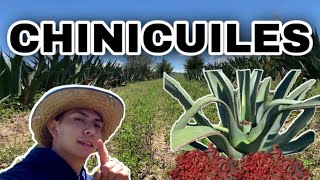 Así se RECOLECTA el CHINICUIL en TLAXCALA 🐛  Magueyal en CALPULALPAN [upl. by Tonl]