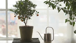 How to Grow Citrus Indoors  Martha Stewart [upl. by Ahsiugal]