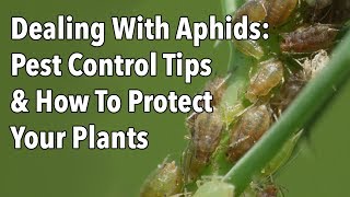 Dealing With Aphids Pest Control Tips amp How To Protect Your Plants [upl. by Ahsuatal67]