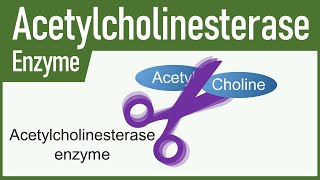 Acetylcholinesterase Enzyme [upl. by Ekenna745]