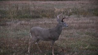 Best Deer Hunting Video EVER 2020 Whitetail Bowhunt [upl. by Ludlew240]