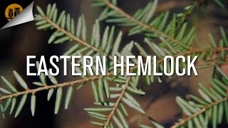 Edible Wild plants Eastern Hemlock Tree [upl. by Neehs]