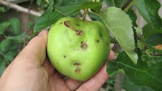 Why you need to learn about fruit tree pest and disease problems before your trees get sick [upl. by Orsini]