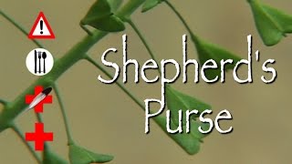 Shepherds Purse Edible Medicinal amp Cautions [upl. by Reg]