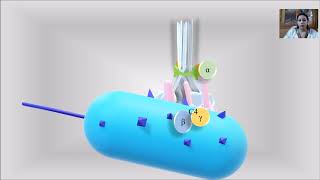 Classical Pathway Complement system Animation [upl. by Ruben536]