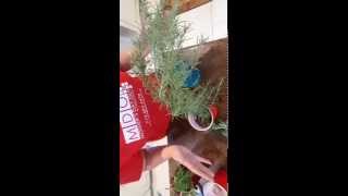 How to propagate citronella amp rosemary from cuttin [upl. by Ttenaj]