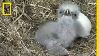 Highlights of Cute Baby Eaglets From DC’s Eagle Cam  National Geographic [upl. by Natascha375]