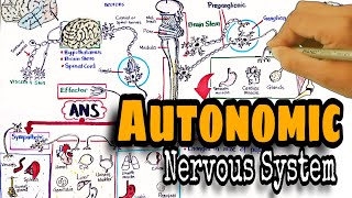 Autonomic nervous system  Pharmacology  ANS sympathetic amp parasympathetic [upl. by Dahsra]