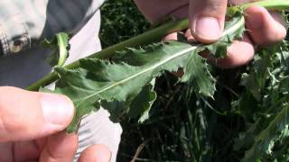 Canada Thistle identification of the Wisconsin Invasive Species Cirsium arvense [upl. by Maggs130]