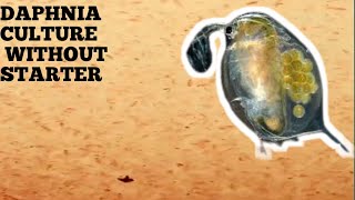 HOW TO CULTURE DAPHNIA NATURALLY WITHOUT A STARTER [upl. by Lauter]