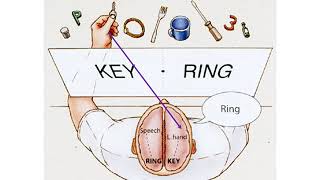 2 Split Brain Research [upl. by Pronty]