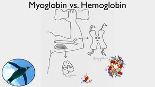 Getting Oxygen Myoglobin vs Hemoglobin [upl. by Yseulta]