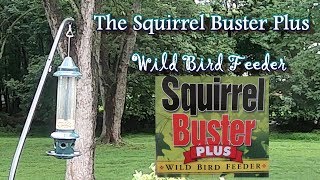 Squirrel Buster Plus Wild Bird Feeder Review [upl. by Kcirrek]