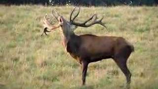 Red Dear Stag Bellowing in Denmark [upl. by Inttirb]