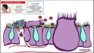 Bordetella pertussis Patogenia de la Tos Ferina [upl. by Nnayhs]