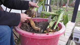 Preparing Turmeric for Winter in a Cold Climate [upl. by Brose910]