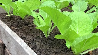 a new way to grow Brassica juncea [upl. by Anelliw]