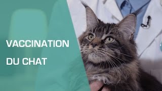 La vaccination du chat  Animaux [upl. by Fabron]