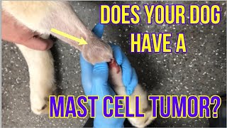 Does Your Dog Have A Mast Cell Tumor Heres What You Need To Know  VLOG 128 [upl. by Tterb]